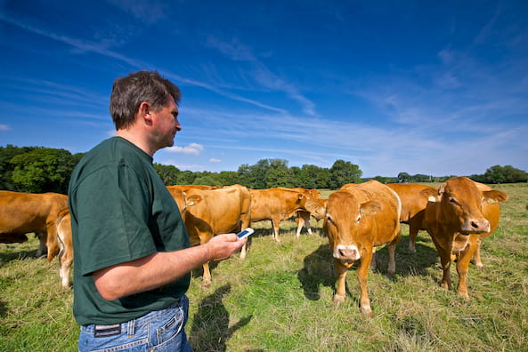 troupeau-vaches-allaitantes