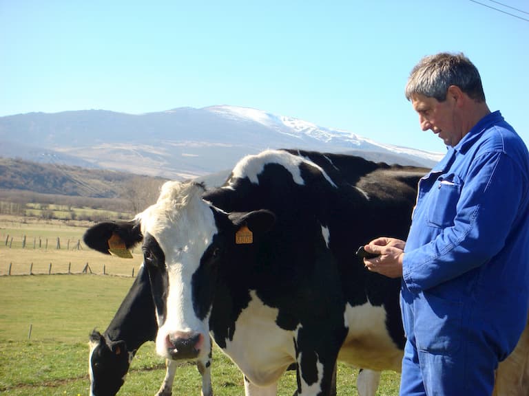 vaches-laitieres-troupo-lait