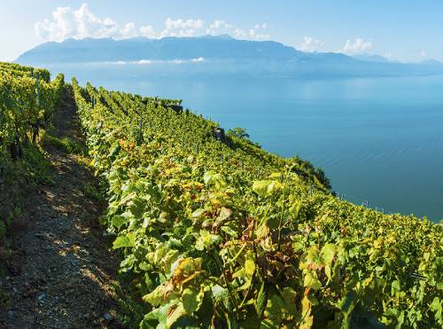 vignes_home_suisse